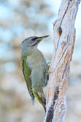 Grey-headed woodpecker (Picus canus)
