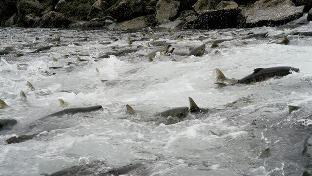 Salmon in the water, ready to go upstream against the stream to spawn. Alaska's Summer: A Trio of Scenery Featuring Salmon, Brown Bears, and Rivers.