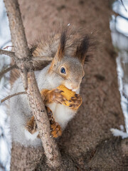 Fototapeta premium The squirrel with nut sits on tree in the winter or late autumn