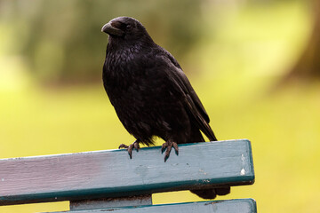 Crow on wooden bench in a park