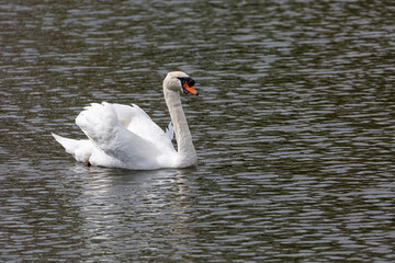 Naklejka premium White mute swan swim in lake