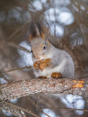 The squirrel with nut sits on tree in the winter or late autumn