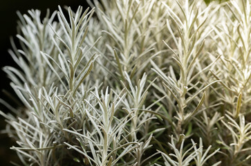 Fresh Rosemary Herb grow outdoor. Rosemary leaves Close-up.