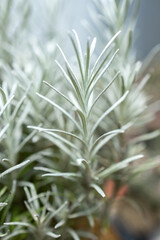 Fresh Rosemary Herb grow outdoor. Rosemary leaves Close-up.