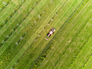 Large beautiful green apple orchard in summer