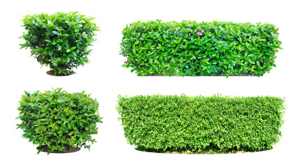 Ornamental plants and Green leafed bushes. (shrub) Square shape. For making fences and decorating the garden for beauty. Collection of 4 trees. (png)