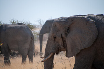 Obraz premium A herd of African Elephant -Loxodonta Africana- is grazing on the plains of Etosha National Park, Namibia.