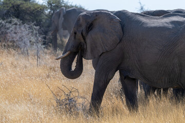 Fototapeta na wymiar A herd of African Elephants -Loxodonta Africana- grazing on the plains of Etosha National Park, Namibia.