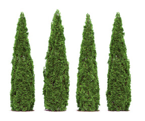 Tall cypress tree wall or Row of tall evergreen thuja occidentalis trees green hedge fence. Png...