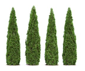 Tall cypress tree wall or Row of tall evergreen thuja occidentalis trees green hedge fence. Png transparency