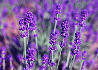 Blue lavender flowers. Lavandula background.
