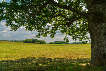 oak tree in the field