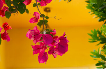 A branch with beautiful red flowers on a yellow background.