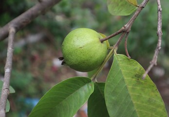 A beautiful guava from the tree.