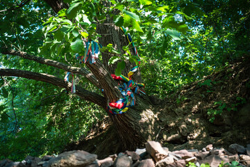 주술이 걸린 나무