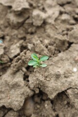 A lemon plant sprouting in between soils.