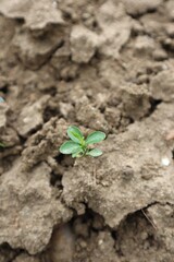 A lemon plant sprouting in between soils.