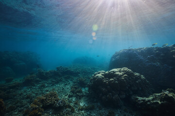 Fototapeta na wymiar underwater scene of a reef