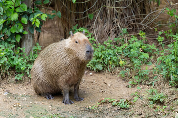 Capybara (Hydrochoerus hydrochaeris) resting  in the zoo, The biggest mouse around the world, it animal rodent is big size
