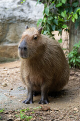 Capybara (Hydrochoerus hydrochaeris) resting  in the zoo, The biggest mouse around the world, it animal rodent is big size