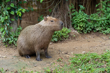 Naklejka na ściany i meble Capybara (Hydrochoerus hydrochaeris) resting in the zoo, The biggest mouse around the world, it animal rodent is big size