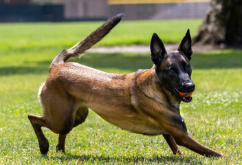 A Belgian Shepard playing in the park