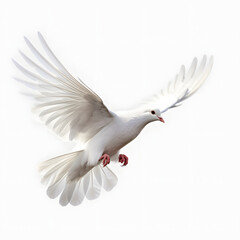 Obraz premium white dove flying