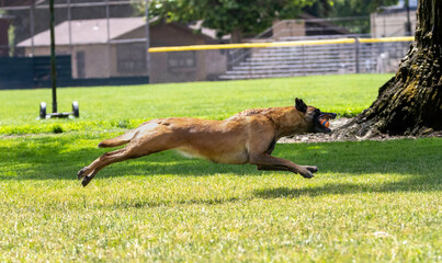 A Belgian Shepard playing in the park