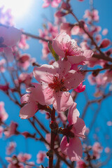 pink cherry blossom