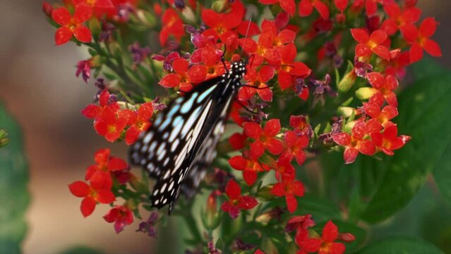 Bai Orchid Butterflies Farm cozy bright light blue stunning butterfly slow-motion on orange red flower greenhouse variety plants flowers orchids Chang Mai Thailand monarch wings flapping incredible