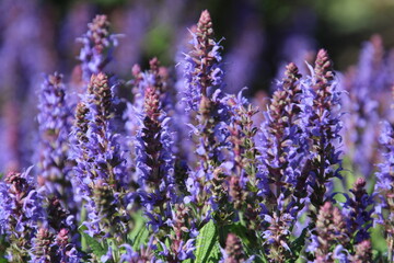 lavender flowers in the garden