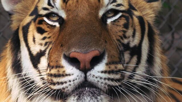 Close up encounters Bengal tiger Chaing Mai Thailand Tiger Kingdom slow motion stunning eyes whiskers pattern markings tongue in captivity tourist attraction hopefully no animal abuse drugged animal