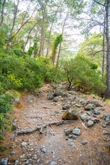 Forest in Cleopatra Bath Bay near Fethie in Turkey