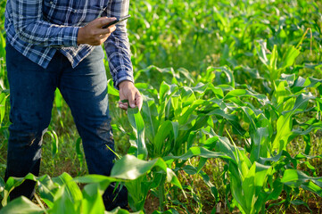 Naklejka na ściany i meble close up of corn leaves In the agricultural field in the corn field checking the health of the corn plants in the field.