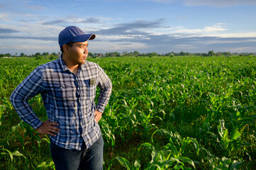 Young Asian field worker or agronomist checking the health of corn plants in a field at sunset.