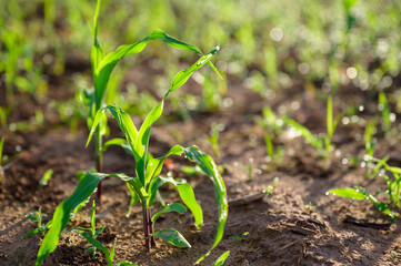 close up of corn sprout In the agricultural field in the corn field checking the health of the corn plants in the field.