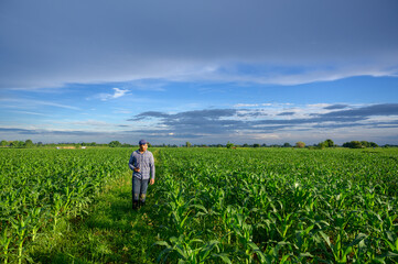 Farmer in Asian corn field or agronomist Checking the health of the corn plants in the field.
