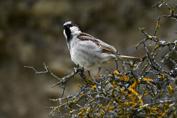 House sparrow - male // Haussperling - Männchen (Passer domesticus)