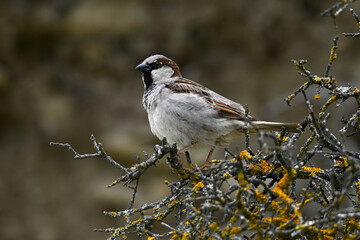 House sparrow - male // Haussperling - Männchen (Passer domesticus)
