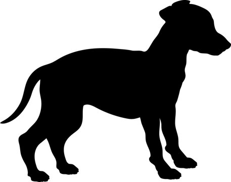 Italian Greyhound Dog puppies silhouette. Baby dog silhouette. Puppy