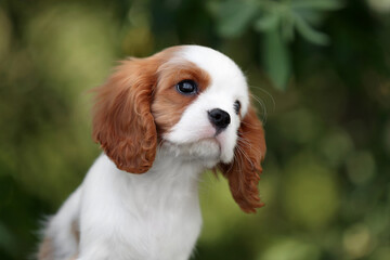 Cute little puppy cavalier king charles spaniel