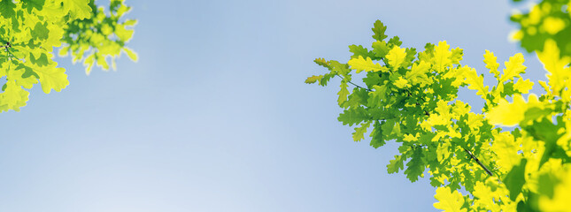 Vibrant green oak foliage against a sunny blue sky