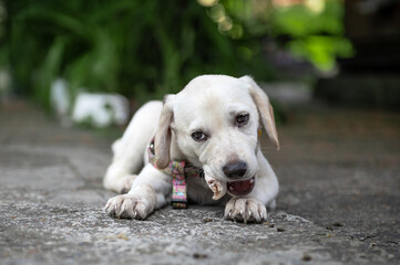 White labrador puppy resting outdoor. Cute white dog. White Labrador Retriever is lying in summer day