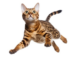 Fototapeta na wymiar Bengal cat (Felis catus) leaping in mid-air