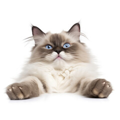 Ragdoll cat (Felis catus) lying on back, paws up