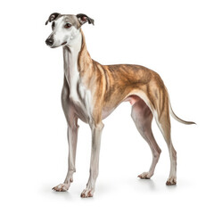 A full body shot of a graceful Greyhound (Canis lupus familiaris)