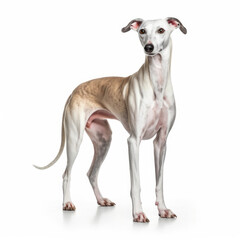 Obraz na płótnie Canvas A full body shot of a graceful Greyhound (Canis lupus familiaris)