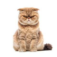 Scottish Fold cat (Felis catus) with grumpy expression