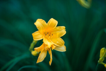 Beautiful yellow daylily flower on green background