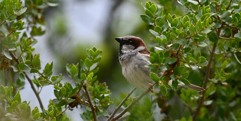 House sparrow - male // Haussperling - Männchen (Passer domesticus)